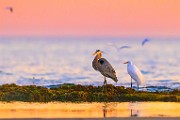 Sea of Cortez  Great Blue Heron : Great Blue Heron
