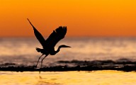 Sea of Cortez  Great Blue Heron : Great Blue Heron