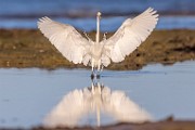 Sea of Cortez  Great Egret : Great Egret