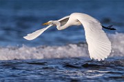 Sea of Cortez  Great Egret : Great Egret