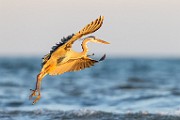 Sea of Cortez  Great Blue Heron : Great Blue Heron