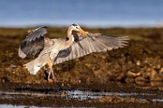 Sea of Cortez  Great Blue Heron : Great Blue Heron