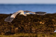 Sea of Cortez  Great Blue Heron : Great Blue Heron