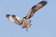 Sea of Cortez  Osprey : Osprey