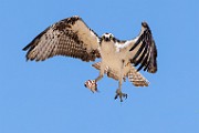 Sea of Cortez  Osprey : Osprey