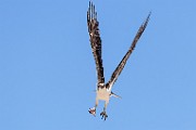 Sea of Cortez  Osprey : Osprey
