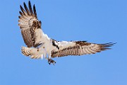 Sea of Cortez  Osprey : Osprey