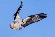 Sea of Cortez  Osprey : Osprey