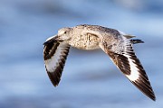 Sea of Cortez  Willet : Willet