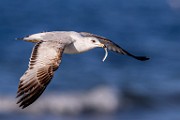Sea of Cortez  Herring Gull : Ring-billed Gull