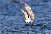 Sea of Cortez  Herring Gull : Ring-billed Gull