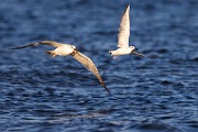 Sea of Cortez  Herring Gull : Ring-billed Gull