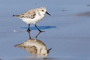 Sea of Cortez  Sandlerling - Nonbreeding Adult : Sandlerling - Nonbreeding Adult