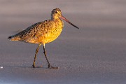 Sea of Cortez  Marbled Godwit : Marbled Godwit