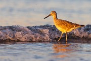 Sea of Cortez  Marbled Godwit : Marbled Godwit