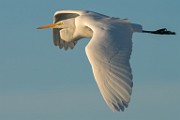 Sea of Cortez  Great Egret : Great Egret