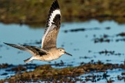 Sea of Cortez  Least Sandpiper : Least Sandpiper