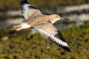 Sea of Cortez  Least Sandpiper : Least Sandpiper