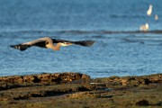 Sea of Cortez  Great Blue Heron : Great Blue Heron