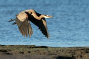 Sea of Cortez  Great Blue Heron : Great Blue Heron