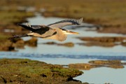 Sea of Cortez  Great Blue Heron : Great Blue Heron