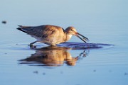 Willet  Willet : Willet