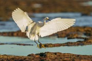 Snowy Egret  Snowy Egret : Snowy Egret