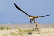 Osprey  Osprey : Osprey