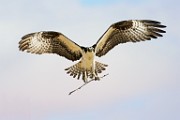 Osprey  Osprey : Osprey