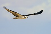 Osprey  Osprey : Osprey