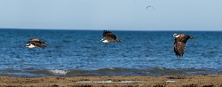 Sea of Cortez, June 2014