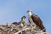 Peter Shinyeda Photography : Mexico, Sea of Cortez, Osprey