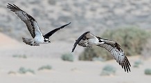 Sea of Cortez Birds  Osprey : Osprey