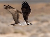 Sea of Cortez Birds  Osprey : Osprey