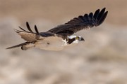 Sea of Cortez Birds  Osprey : Osprey