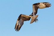 Sea of Cortez Birds  Osprey : Osprey