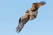 Sea of Cortez Birds  Osprey : Osprey