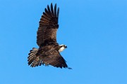 Sea of Cortez Birds  Osprey : Osprey
