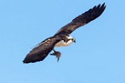 Sea of Cortez Birds  Osprey : Osprey