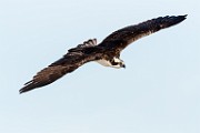 Sea of Cortez Birds  Osprey : Osprey