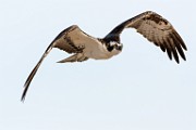 Sea of Cortez Birds  Osprey : Osprey