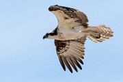 Sea of Cortez Birds  Osprey : Osprey