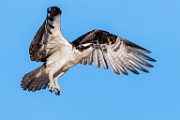 Sea of Cortez Birds  Osprey : Osprey