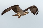 Sea of Cortez Birds  Osprey : Osprey