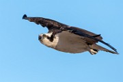 Sea of Cortez Birds  Osprey : Osprey