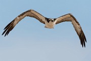Sea of Cortez Birds  Osprey : Osprey