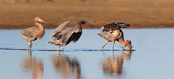 Sea of Cortez Birds  Reddish Egret : Reddish Egret