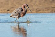 Sea of Cortez Birds  Reddish Egret : Reddish Egret
