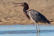 Sea of Cortez Birds  Reddish Egret : Reddish Egret