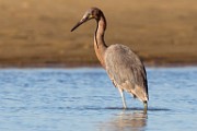 Sea of Cortez Birds  Reddish Egret : Reddish Egret
